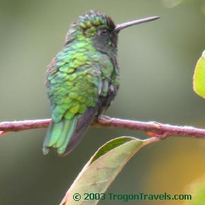 Short-tailed Emerald